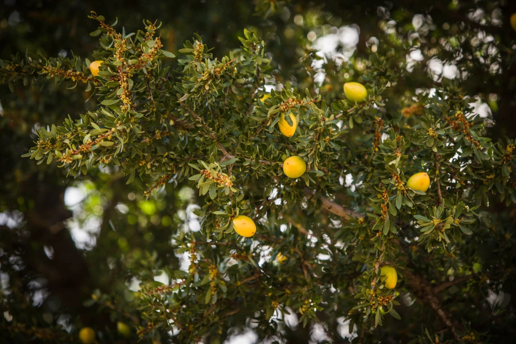 Arganöl ATLAS liegt auf einem Baumstamm neben Argannüssen und Arganzweigen